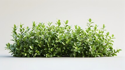 Elegant Simplicity:Plain White Background with Lush Green Bush