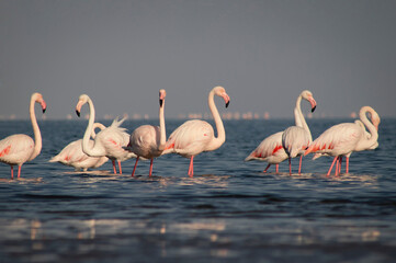 Wild birds. Group of Greater african flamingos  walking around the blue lagoon on a sunny day