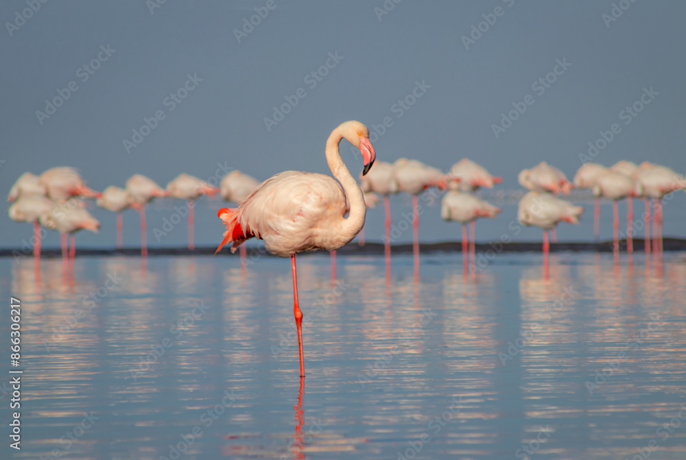 Wall mural Wild birds. Group of Greater african flamingos  walking around the blue lagoon on a sunny day