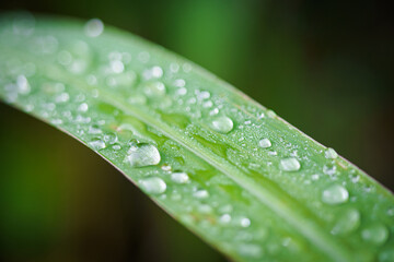 Water drops on the fresh green natural grass.