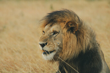 Lion at safari in Masai mara