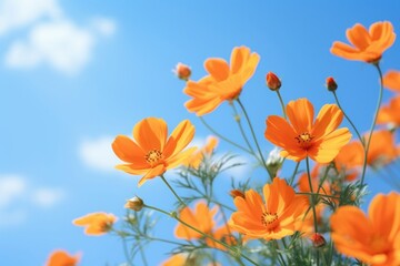Obraz premium Nature orange flowers Beautiful sky.