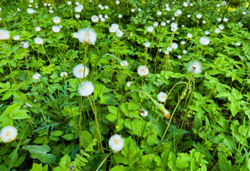 A beautiful close-up shot of dandelions scattered across a lush green field on a bright sunny day. Perfect for nature-themed projects, backgrounds, and designs that require a refreshing and natural