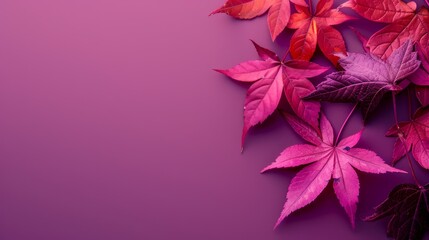 Fototapeta premium The wallpaper features maple leaves arranged with space for letters, on a purple background.