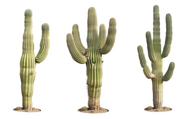 Three Saguaro Cacti