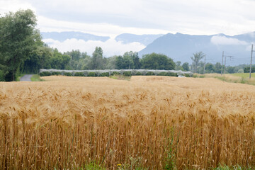 A growing wheat field agriculture ready to harvest with alpine mountain, cloudy sky and green nature of a countryside in background