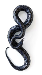 Black snake coiled on white background