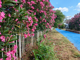 Nerium Oleander (Rosebay) Pink Flowers by the Blue Painted Bicycle Track on a Hot Summer Day.