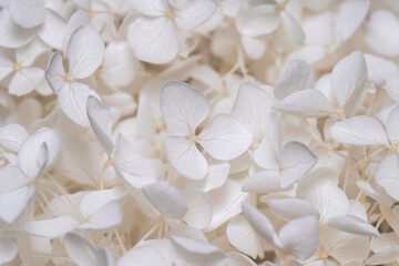 Romantic Hortensia hydrangea blooming white flowers bouquet with fragile petals macro