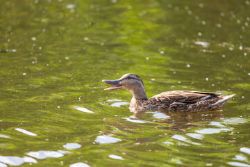 Male and female ducks swim in the water on a pond in the setting sun.