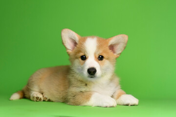Adorable Pembroke Welsh Corgi puppy lying on a bright green background. The puppy has a soft fluffy coat, expressive eyes, and is looking directly at the camera.
