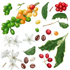 Coffee beans on a branch are a set of leaves and white coffee flowers. Roasted coffee beans. Red, yellow and green coffee berries. The watercolor illustration is made.  A sweet sprig of coffee berries