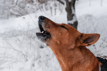 Red dog. Portrait of a beautiful clever dog on winter backdrop. Dog howls loudly raising its muzzle like a wolf.. First snow. The pet profile.