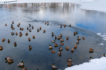 Numerous ducks, geese, swans swim in the open water on the lake or in the bay in winter. Water birds winter in Europe and need to be fed.