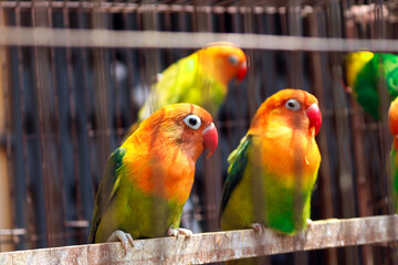 Vibrant Lovebirds Perched Inside a Cage Displaying Brilliant Orange and Green Plumage in a Captive Environment