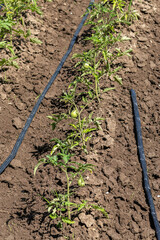 Growing tomatoes in open ground. Vertical. Growing tomatoes in open field