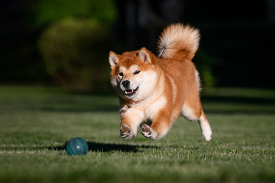 Shiba Inu dog running on green grass chasing a blue ball in the park.