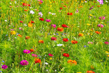 Blumenwiese mit vielen verschiedenen Blumen und Pflanzen