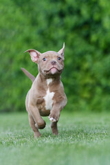 Excited puppy running on grass