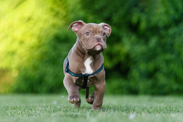 Running brown puppy in harness