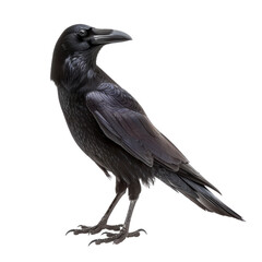 Fototapeta premium Close-up of a black raven standing on white background, showcasing its sleek feathers and beady eyes.