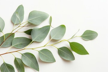 Obraz premium Elegant Eucalyptus Branch with Fresh Green Leaves on White Background - Botanical Nature Design for Posters, Cards, or Wall Art