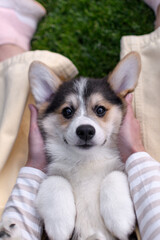 A corgi puppy lies in its owner's arms and smiles