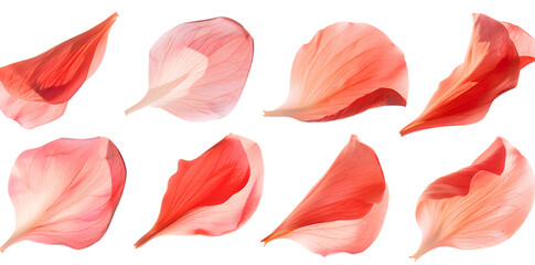 Collection of soft red flower petals isolated on transparent background