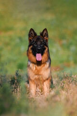 A German Shepherd poses in the park in summer