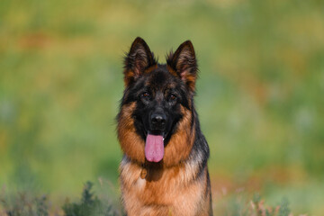A German Shepherd poses in the park in summer