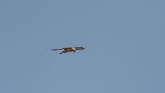Endangered Bearded Vulture Soars in the Sky