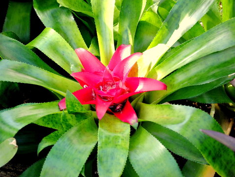 Guzman Bromelia florriumban. V&iacute;zgy&uuml;jtő term&eacute;szetes