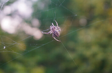 Close-up of spider on web
