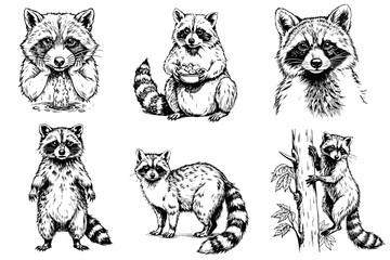 Set of cute raccoons sketch on a white background