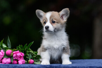 Obraz premium A cute corgi puppy poses with peonies