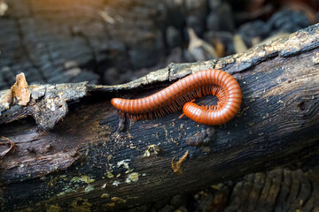 Millipedes climb on logs are invertebrates with a hard shell. The body is long and divided into segments. Can curl up in circles when disturbed. There are about two hundred and forty pairs of legs.
