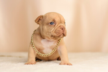 An American Bully puppy poses in a gold chain