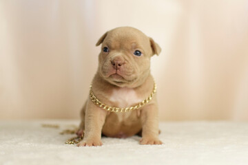 An American Bully puppy poses in a gold chain