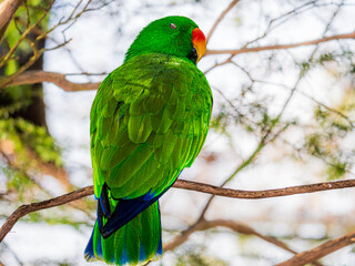 Moluccan Eclectus Up On High Perch