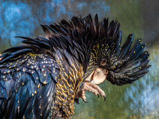  Red Tailed Black Cockatoo Scratching Close Up