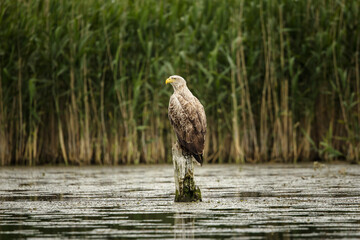 White tailed eagle in wild nature