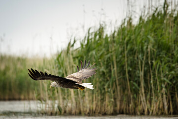 White tailed eagle in wild nature