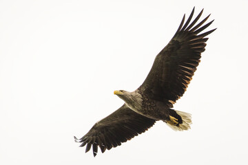 White tailed eagle in wild nature