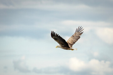 Obraz premium White tailed eagle in wild nature