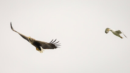 White tailed eagle chased by seagull