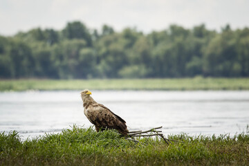 White tailed eagle in wild nature