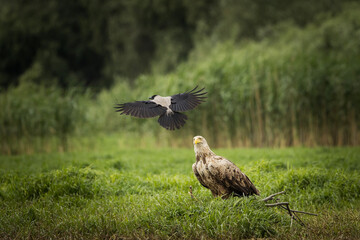 White tailed eagle chased by a craw