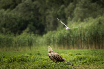 White tailed eagle in wild nature