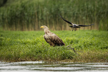 White tailed eagle chased by a craw