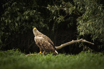 White tailed eagle in wild nature